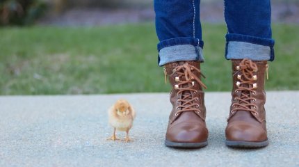 Цыплят бесплатно раздадут сельчанам Венгрии