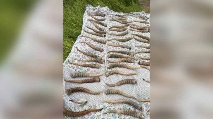 Более 1200 рогов краснокнижной сайги в мешках изъяли в Алматы