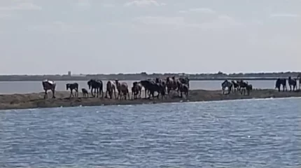 Атырауда тасқын судың ортасынан 80 жылқы қауіпсіз аумаққа шығарылды