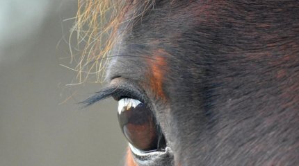 Закон о сохранении и воспроизводстве казахской породы лошадей одобрил Мажилис