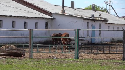 Поголовье костанайской породы лошадей резко сократилось в Казахстане