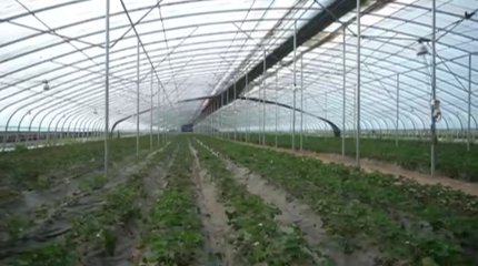 Потребность страны в огурцах готовы покрыть аграрии Туркестанской области