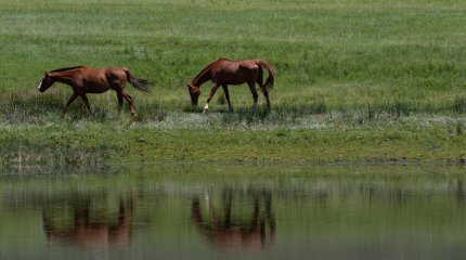 Паводки: почти сотню лошадей эвакуировали в Атырауской области