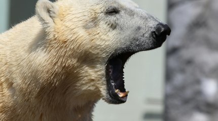 Белый медведь из Чехии умер в зоопарке Алматы