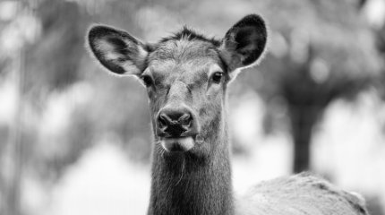 Лось скончался в результате ДТП в области Абай