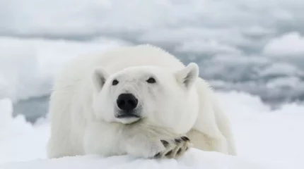 Алматы зообағы 2 ай бұрын келген ақ аюдың өлгенін жасырған