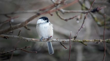 Дождь с переходом в снег и сильный ветер: прогноз погоды в мегаполисах Казахстана на сегодня, 25 мая