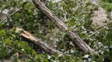 Сильный ветер в Семее: мужчину чуть не придавило деревом