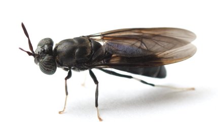 Қара сарбаз шыбыны ғалымдар арасында практикалық қызығушылық тудырды