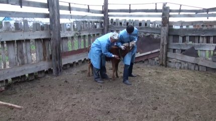 Қарағанды облысының 9 ауылында ірі қарадан бруцеллез анықталды