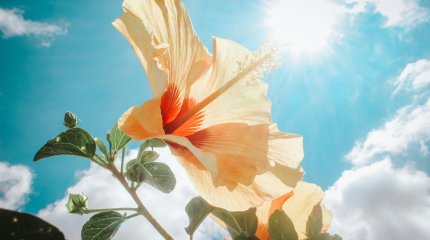 Тепло придет в южные мегаполисы, в Астане - заморозки: прогноз погоды на сегодня, 28 мая