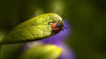 Клещи атакуют: насекомые покусали почти 2 тысячи жителей ВКО