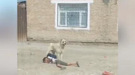 Қызылорда облысында алабай ит көшедегі баланы талап тастай жаздады