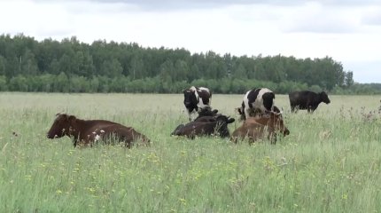 Қызылжар өңірінде 250 ірі қарадан бруцеллез анықталды