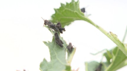 Жамбыл облысында шегіртке көбеюде