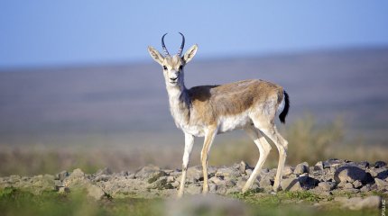 Киік етінен 5 тоннадан астам консерв алынды