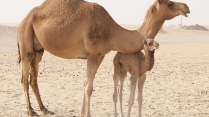 Түйе шаруашылығына кенеден қауіп төнді