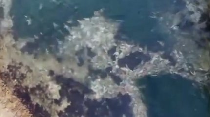 О массовой гибели раков на Каспии сообщили мангистаусцы