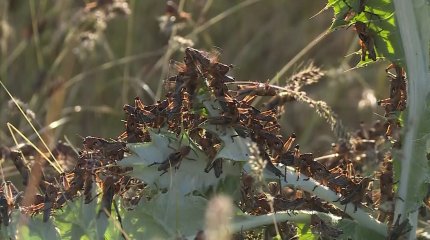 Түркістан облысында марокко зиянкестері қаптап кетті