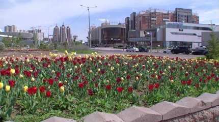 Биыл Астана аумағында 3 млн  гүл егіледі