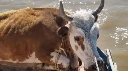 Тасқыннан қырылған малдың 98 пайызына өтемақы төленді — вице-министр