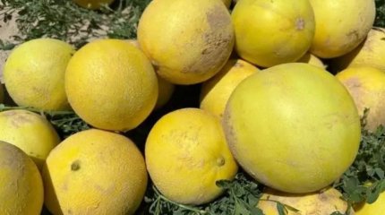 Жетісайда қауын пісті