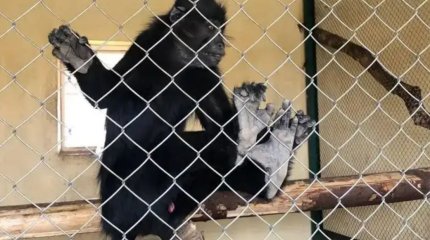 Хайуанаттар бағында жануарлардың өлекселері табылды