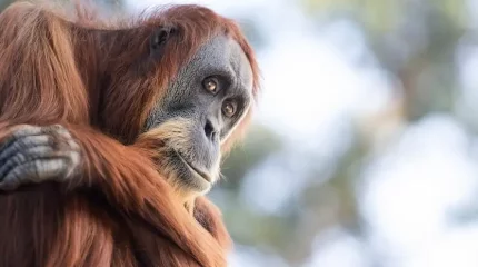 Жабайы табиғатта алғаш рет маймыл емдік шөптің көмегімен өз-өзін емдеп жазды