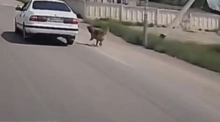 Қонаевта итті көлікке байлап, жол бойымен сүйреген