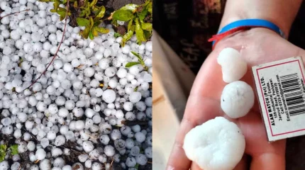 Солтүстік Қазақстанда кенеттен бұршақ жауды