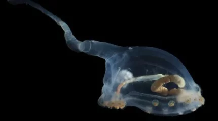 Тынық мұхитынан 15 мың жылға дейін өмір сүре алатын тіршілік иесі табылды