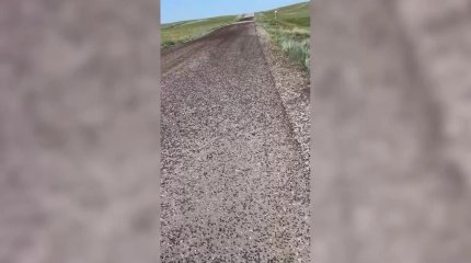 Қостанай облысында қара шегіртке қаптады