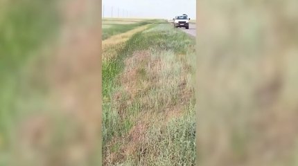 Саранча уничтожает посевы в южных районах Костанайской области