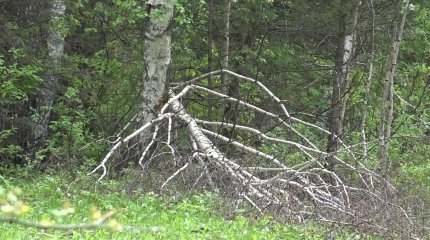 Лесники ВКО просят разрешить санитарную вырубку леса