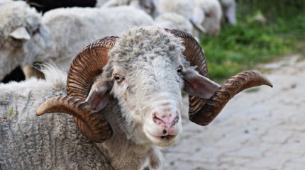 Курбан-айт - 2024: казахстанцы могут провести жертвоприношение онлайн