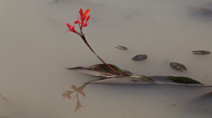 Кишечных паразитов нашли в озере Центрального парка Караганды