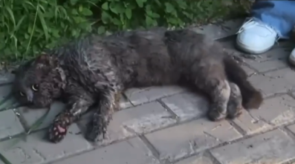 Важна каждая жизнь: котенка спасли из горящей квартиры в Астане (ВИДЕО)