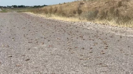 Шегірткемен күрес: Түркістан облысында диқандар шығынға батты