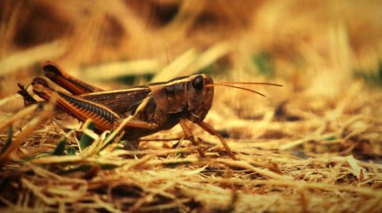 Атака саранчи: Минсельхоз обратился к казахстанцам