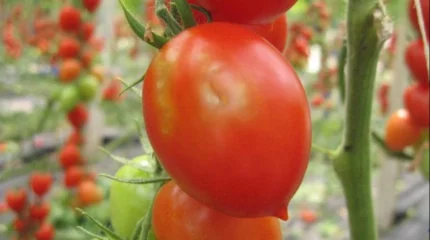 Ресейден әкелінген жарты тонна қызанақтан қауіпті вирус табылды