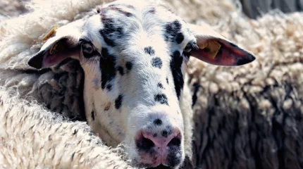 СҚО-да бір табын қой көлік астына түсті