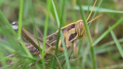 Саранча атаковала почти 55 тысяч га в соседнем Кыргызстане
