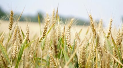 Паводки: хозяйства, обеспечивающие овощами стабфонд Атырауской области, не пострадали