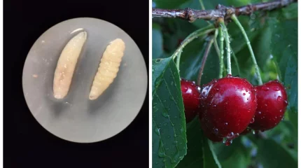 Қырғызстаннан Қазақстанға жіберілген шиелерден жидек шіркейі табылды