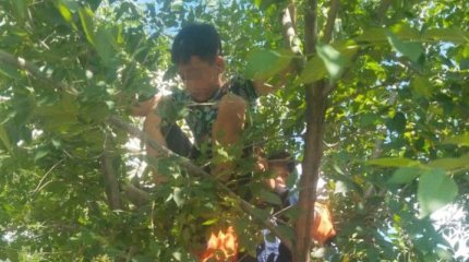 Залез на дерево, не смог спуститься: ребенка спасли в Талдыкоргане