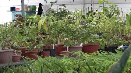 Алматыдағы ботаникалық бақта 100 түрлі өсімдік үсіп кетті