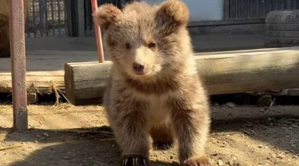 Алматы зообағында биыл 70 жануар дүниеге келген