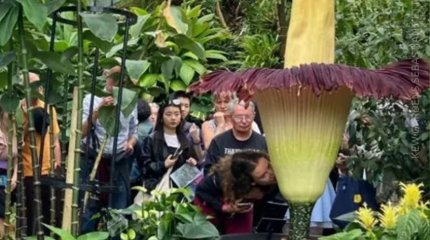 Великолепное зрелище и отвратительная вонь: трупный цветок расцвел в Королевском саду