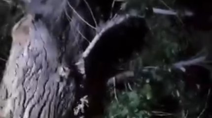 Женщина выпала с 3 этажа и повисла на дереве в Аксу