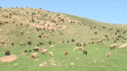 42 ауылда жайылым тапшы